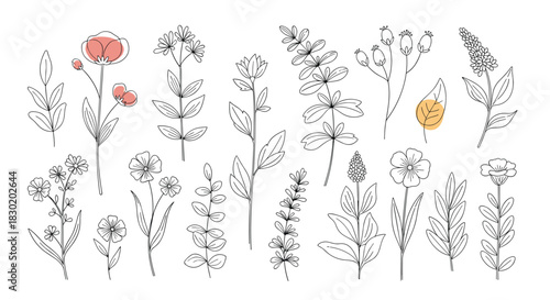 Beautiful collection of hand-drawn botanical wildflowers and herbs with dashed line art style and abstract color spots for decoration.