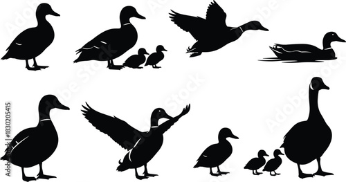 Vector illustration set of wild waterfowl silhouettes: ducks, geese, and ducklings in standing, swimming, and flying poses for wildlife design, nature reserves, and hunting clubs.