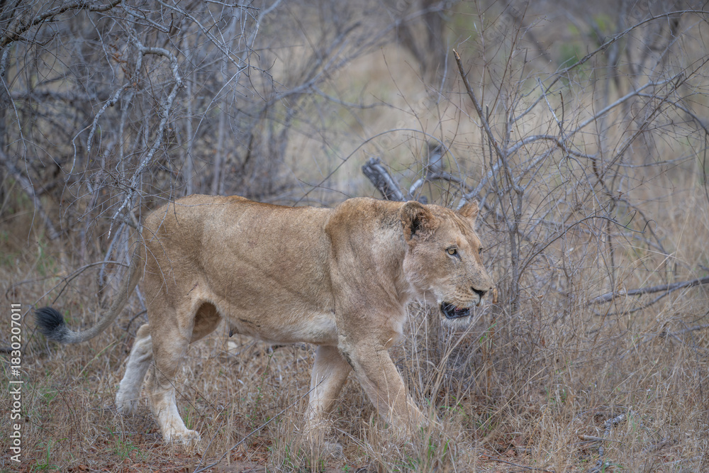 Naklejka premium Lioness - moving on