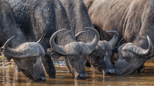 Buffalo quenching their thirst