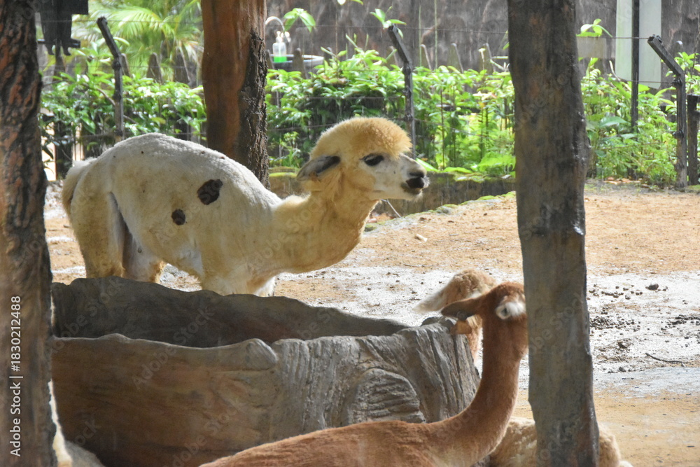 Fototapeta premium The Alpaca (Vicugna pacos) is a domesticated South American camelid, primarily valued for its soft, luxurious fiber. Smaller than llamas, they are social herd animals often raised in the Andes Mountai