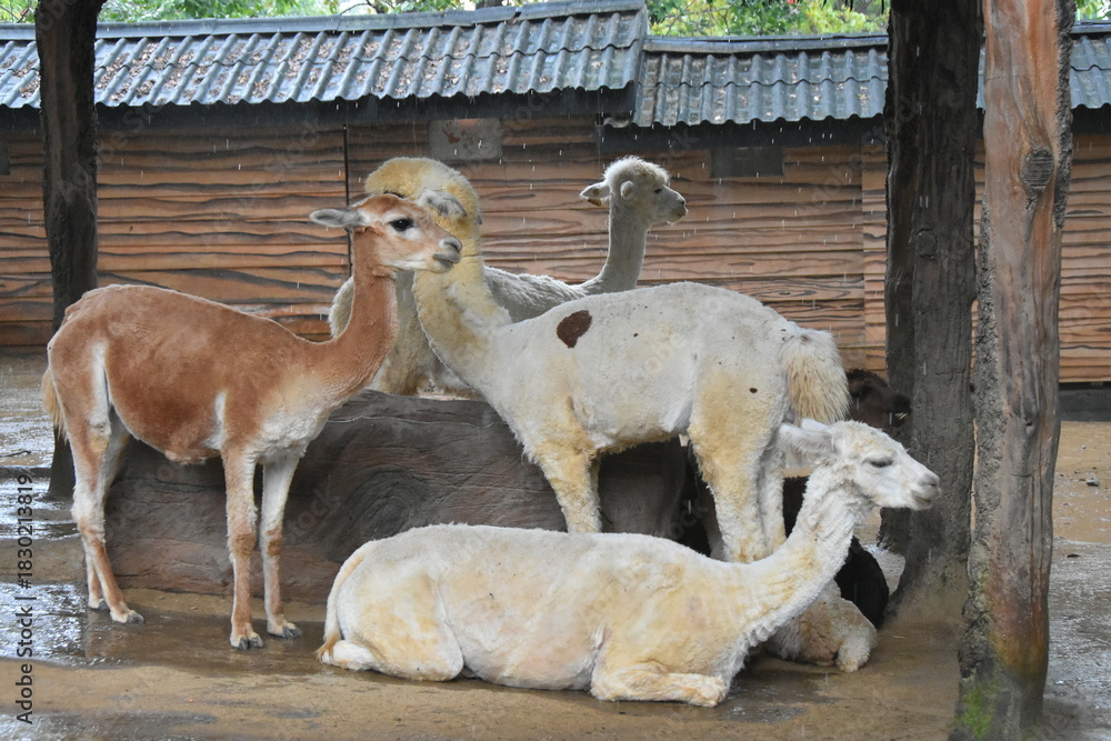 Fototapeta premium The Alpaca (Vicugna pacos) is a domesticated South American camelid, primarily valued for its soft, luxurious fiber. Smaller than llamas, they are social herd animals often raised in the Andes Mountai