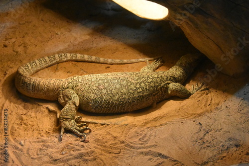 The Savannah Monitor (Varanus $exanthematicus) is a medium-sized, terrestrial lizard native to sub-Saharan Africa. Known for its docile nature in captivity, it has a robust body and a short tail. 