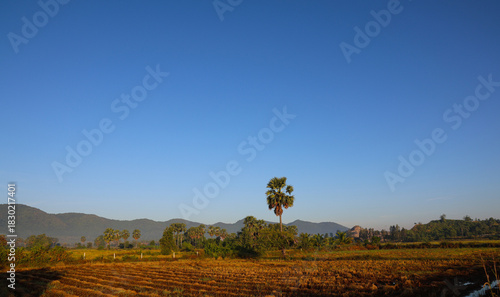 Cambodian landscape with sugar palm trees, harvested golden rice field, and distant mountains under clear blue sky.