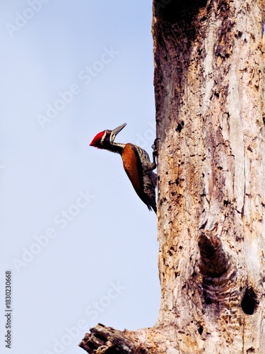 Male Greater Flameback woodpecker clinging to a dead tree trunk next to a nest hole at Kaeng Krachan NP Thailand