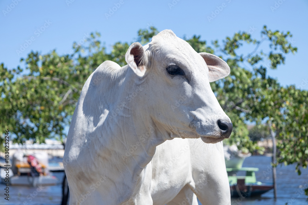 Fototapeta premium White cow with black spots standing by river water edge on sunny day,