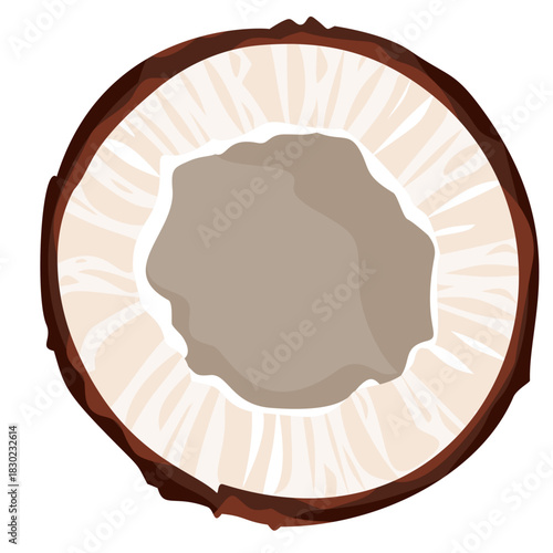 vector illustration of a slice coconut