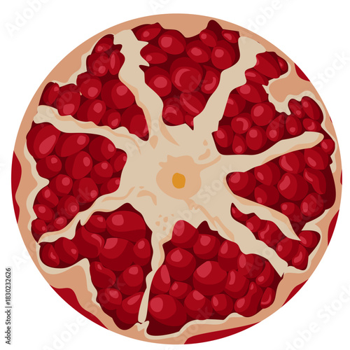 pomegranate seeds slice vector element
