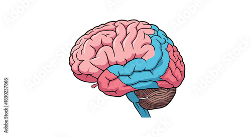A detailed cartoon illustration of the human brain in a lateral view, highlighting the major lobes, cerebellum, and brainstem for anatomical reference.