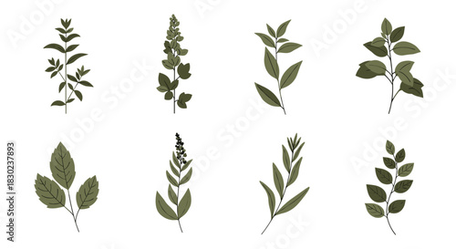 Set of various green foliage illustrations, including diverse branches and leaves, depicted in a simple, elegant botanical art style.