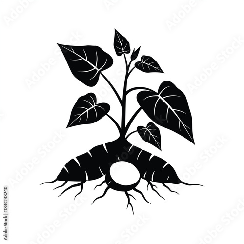 Black and White Illustration of a Sweet Potato Plant with Roots and Leaves