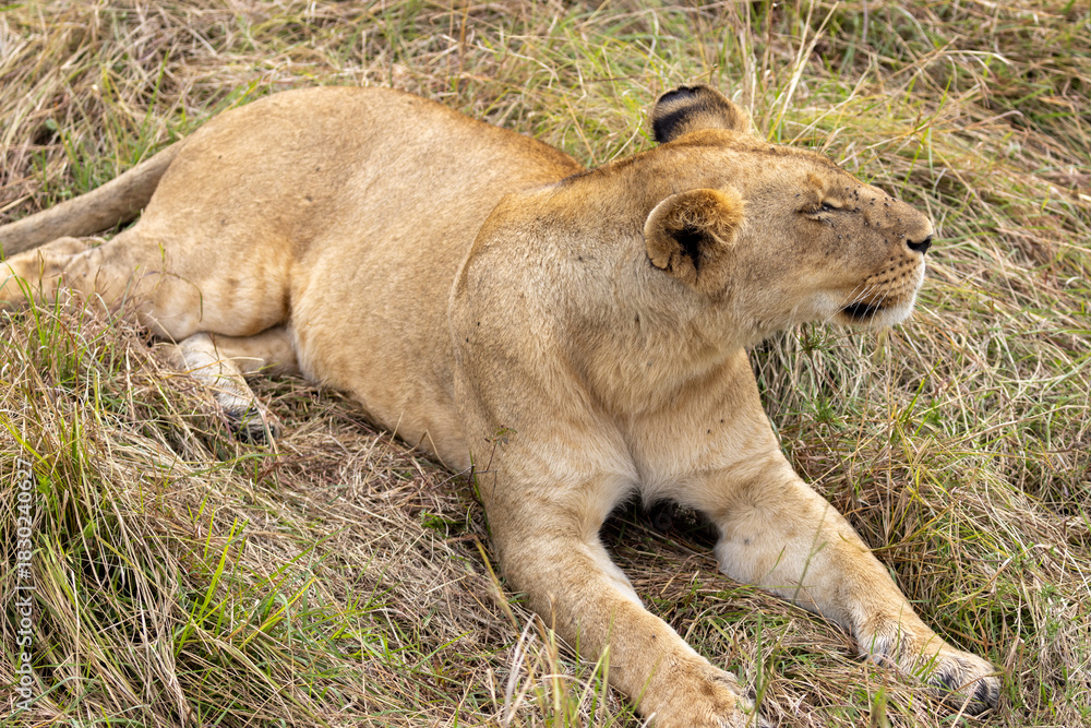 Obraz premium Lioness stretching while lying down the short grass in the Serengeti National Park in East Africa Tanzania TZA