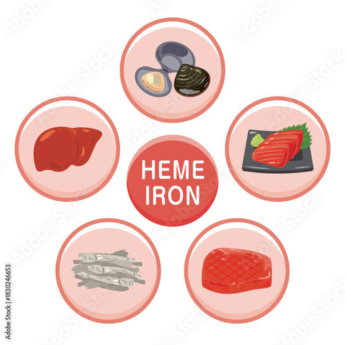 ヘム鉄を多く含む食品のイラストセット　英語／Heme Iron–Rich Foods Illustration Set – English Version
