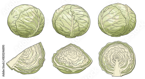 Set of fresh green cabbage illustrations, featuring whole heads, a quarter slice, a half slice, and a cross-section, ideal for healthy eating concepts.