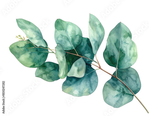 Eucalyptus watercolor branch with rounded, blue-green leaves