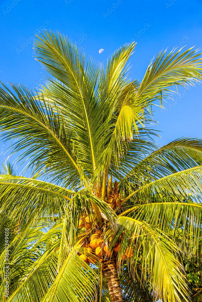Fototapeta premium Tropical Palms Palm tree trees with coconuts blue sky Thailand.