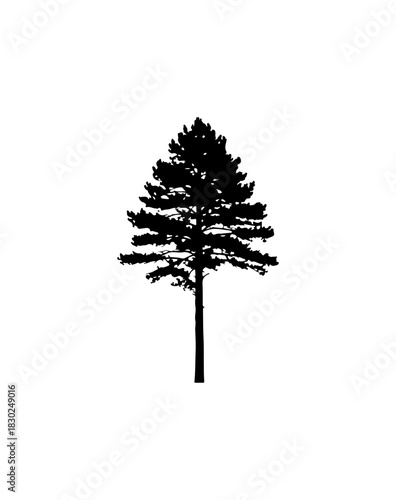 isolated tree silhouette