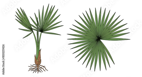 Detailed illustration of a young palm tree and its fan-shaped leaf.
