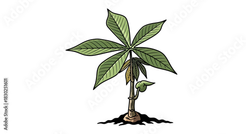 Young Cassava Plant Illustration Depicting Growth and Botanical Details.