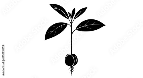 Avocado Seedling Growth Stage with Roots and Leaves.