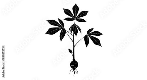 Cassava plant illustration with leaves and root isolated on white background.