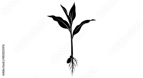 Young plant with roots and leaves black and white illustration.