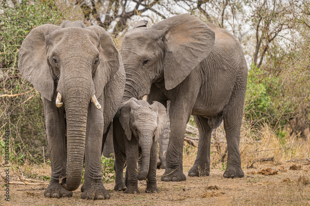 Obraz premium Small elephant family group standing in from of a busy backdrop- south Africa