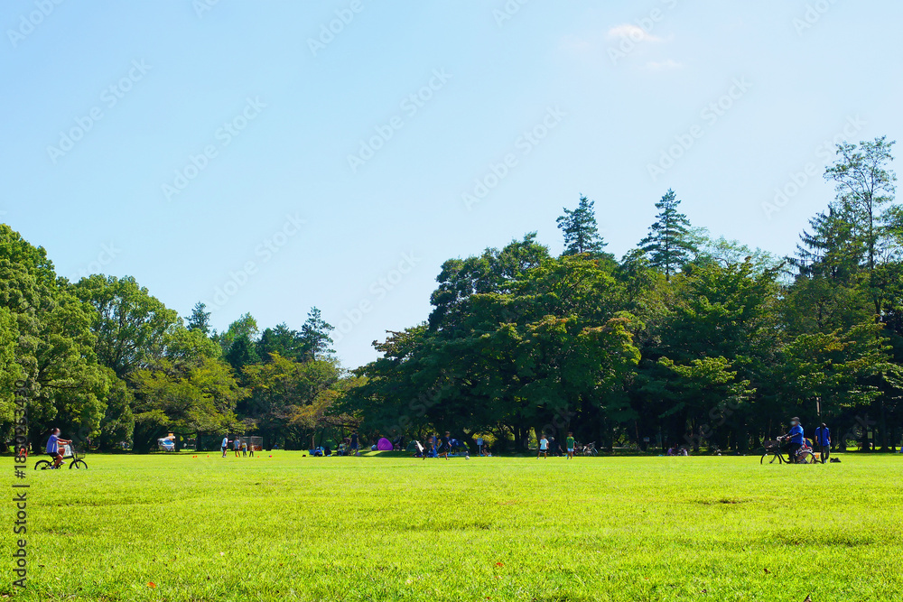 Fototapeta premium 広い芝生の公園