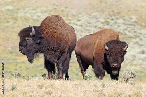 Bisons in Lamar Valley, Yellowstone National Park, USA
