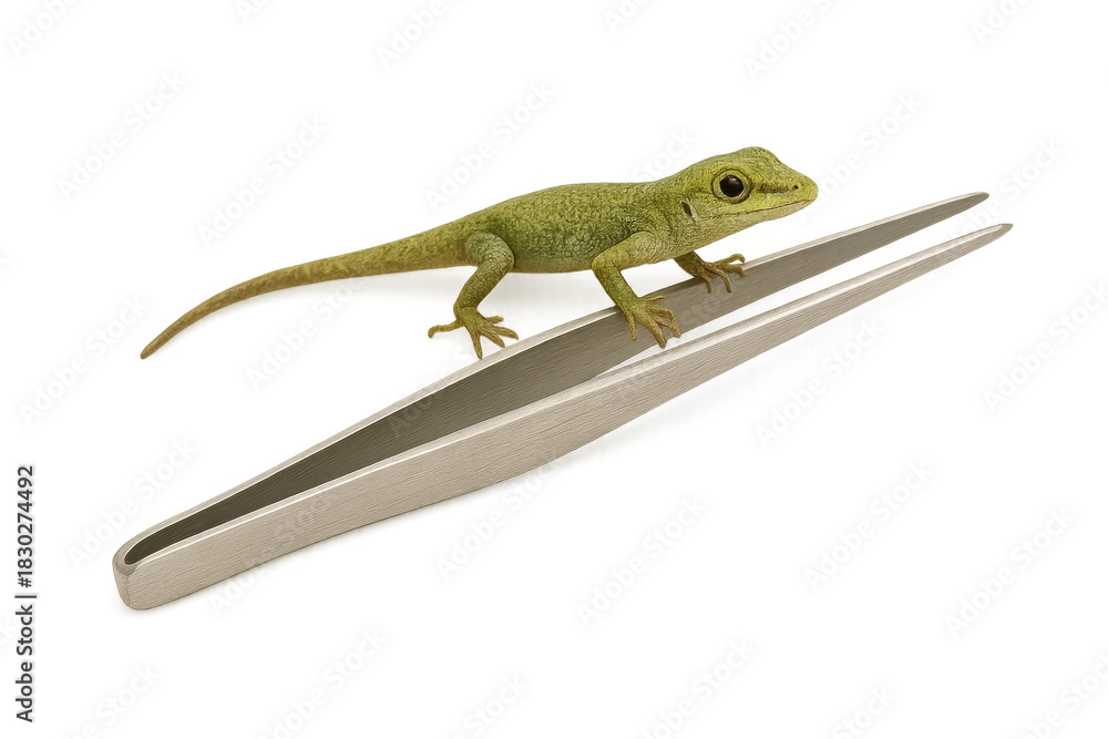 Fototapeta premium Green lizard balancing on metal tweezers transparent background