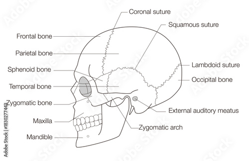 Monochrome Anatomical Diagram of the Human Skull (Lateral View)