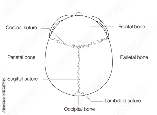 Monochrome Anatomical Diagram of the Human Skull (Superior View)