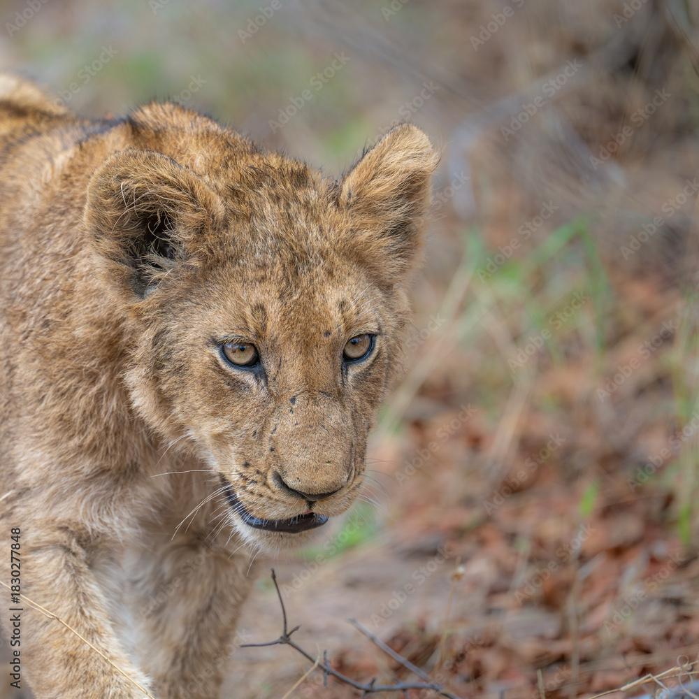 Fototapeta premium Lion Cub portrait