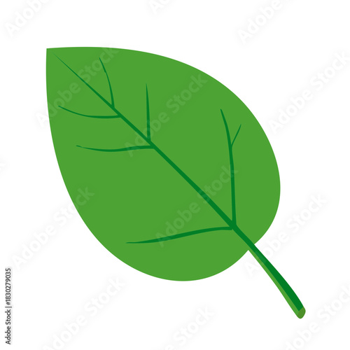 green leaf vector illustration