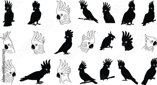Extensive vector collection of cockatoo parrots, featuring silhouettes and line art, standing, perching, and showcasing their unique crests.