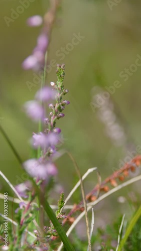 Wallpaper Mural Macro Close-Up of Heather Wildflowers in Sunny Meadow Torontodigital.ca