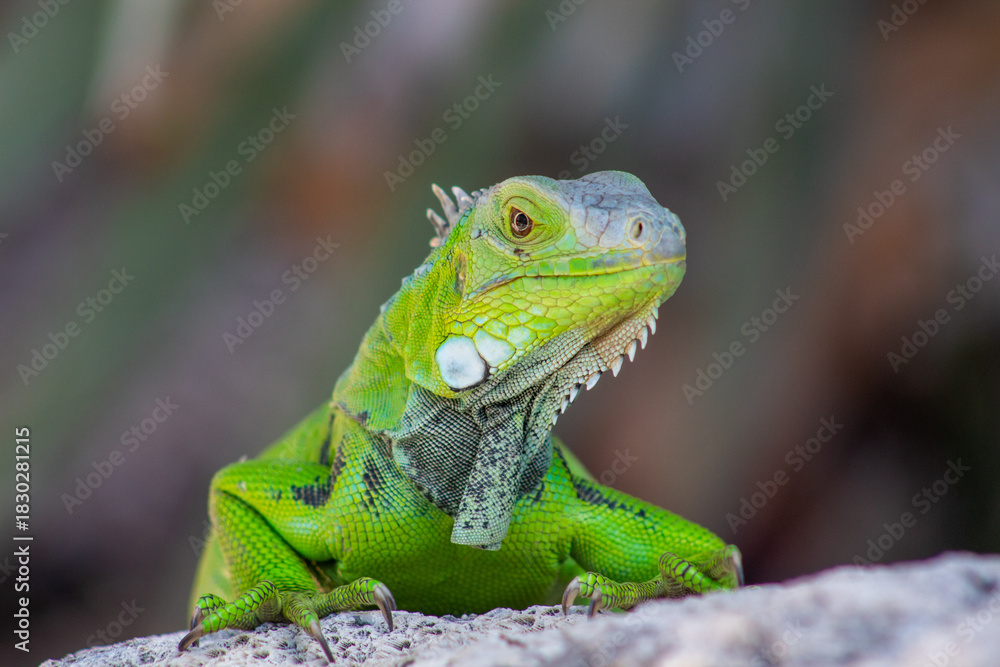 Fototapeta premium Tropical Lizard