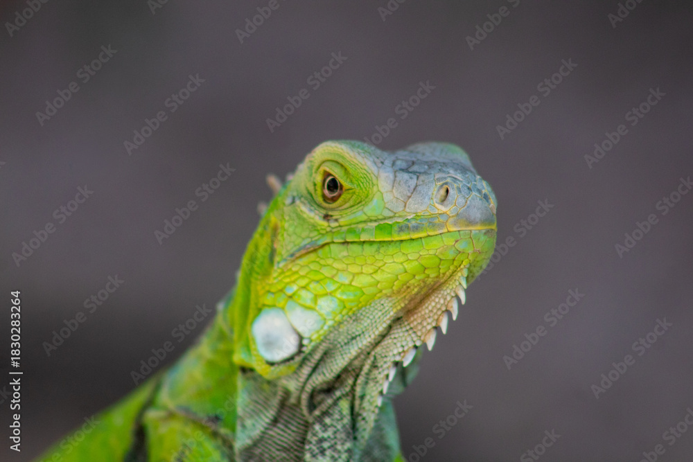 Obraz premium iguana on a tree