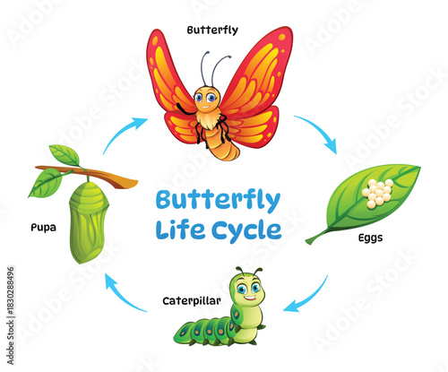 Complete four-stage life cycle of a butterfly diagram including egg, caterpillar, pupa, and adult butterfly on white background. Vector cartoon illustration