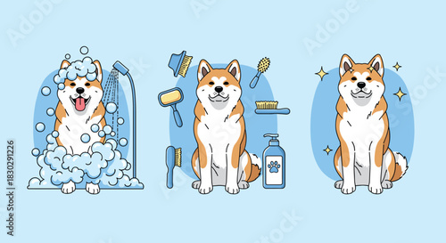 An adorable Akita dog illustrating the pet grooming process with bathing, brushing, and a sparkling clean finish, showcasing happiness and care.