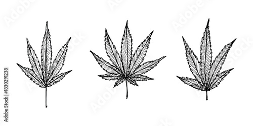 Set of hand drawn cannabis leaf Medicine marijuana Hemp leaves clipart in doodle style Single element for print, web, design, decor