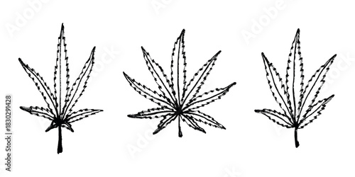 Set of hand drawn cannabis leaf Medicine marijuana Hemp leaves clipart in doodle style Single element for print, web, design, decor
