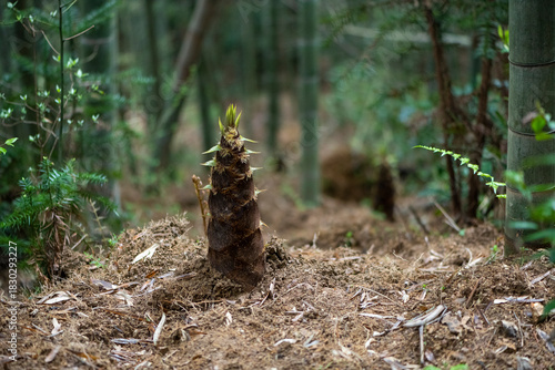 Foto Fresh bamboo shoot growing from soil in forest