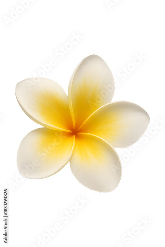 Plumeria flower isolated on transparent background