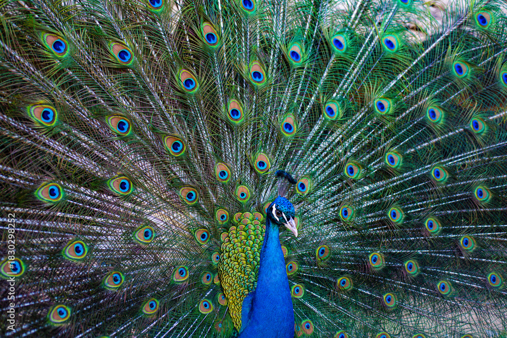Obraz premium Beautiful peacock. Colorful peacocks feathers. Peacock with open plumage. Tropical bird. Peacock in nature. Close-up of peacock pattern.