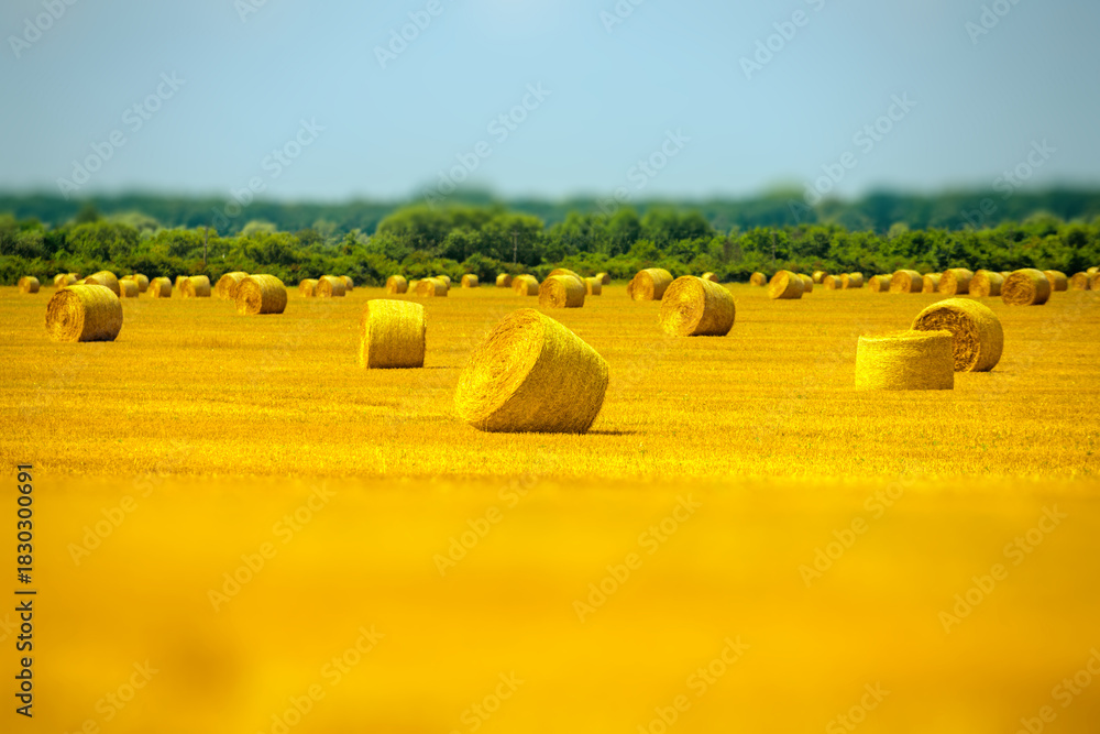 Naklejka premium Hay bales in summer field. Straw rolls after harvest. Golden field with hay. Countryside farming scene. Round hay bale close-up. Farm hay field with straw bales.
