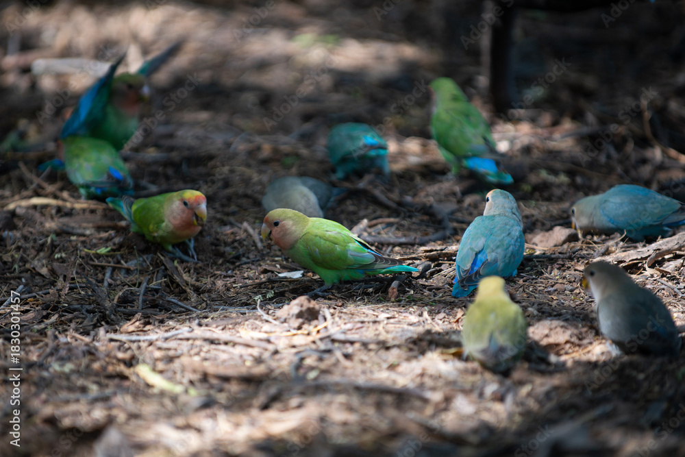 Obraz premium Group of colorful lovebirds on branch. Tropical parrots in natural light. Exotic parrot birds with green and blue feathers. Small parrots on forest. Beautiful lovebirds. Tropical parrots. Exotic