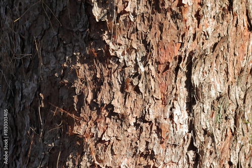 松の巨木の幹の木肌模様