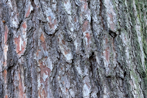 松の巨木の幹の木肌模様