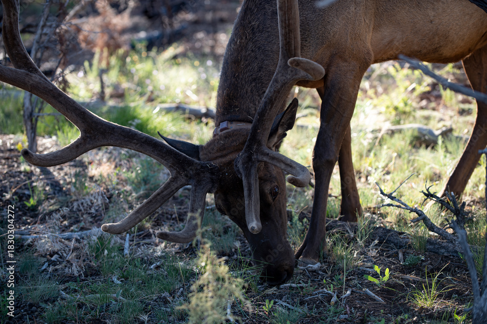 Obraz premium Wild elk grazing in forest. Majestic deer with large antlers. Peaceful wildlife with deer in nature. Deer feeding among trees and sunlight. Wildlife with calm forest and deer.